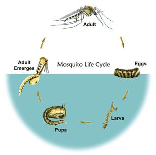 Mosquito Egg Cycle image